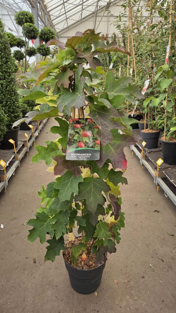 Hydrangea querc. 'Ruby Slippers', 3 stok, D 29