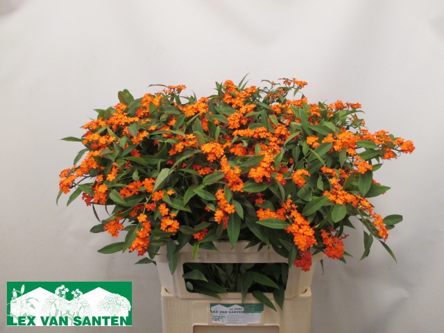 Эуфорбия куст. Квин Оф Оранж 80, шт.