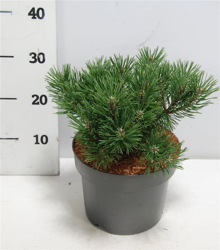 Pinus mugo 'Mops', D 23