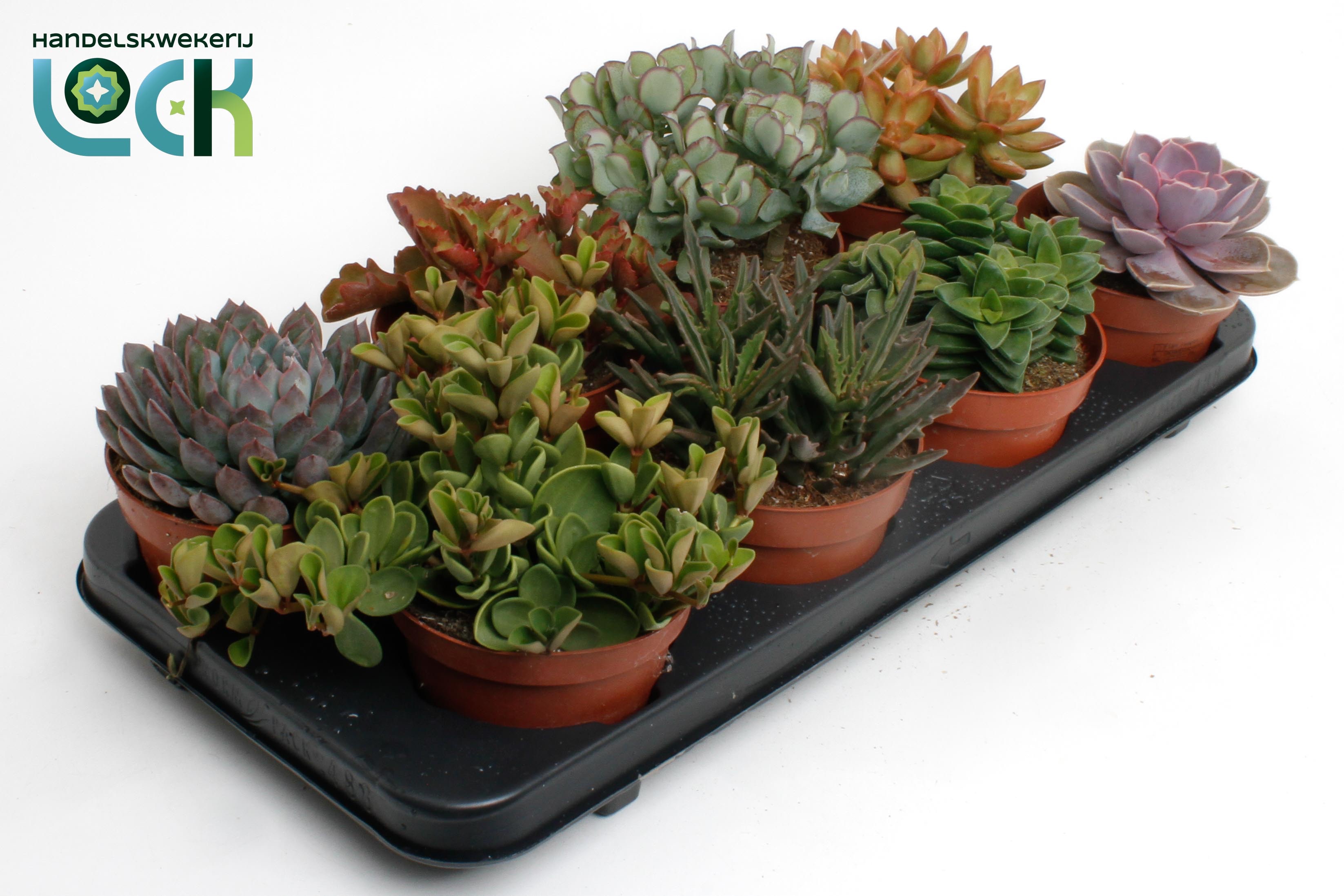 Succulenten Mix, D 12