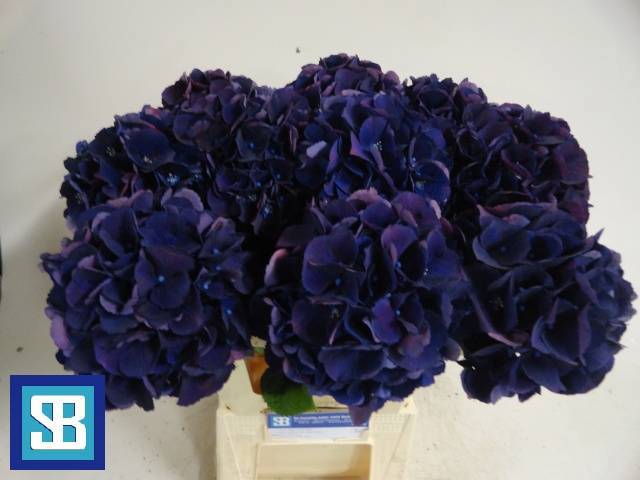 Гортензия Роял Кинг 60, шт.