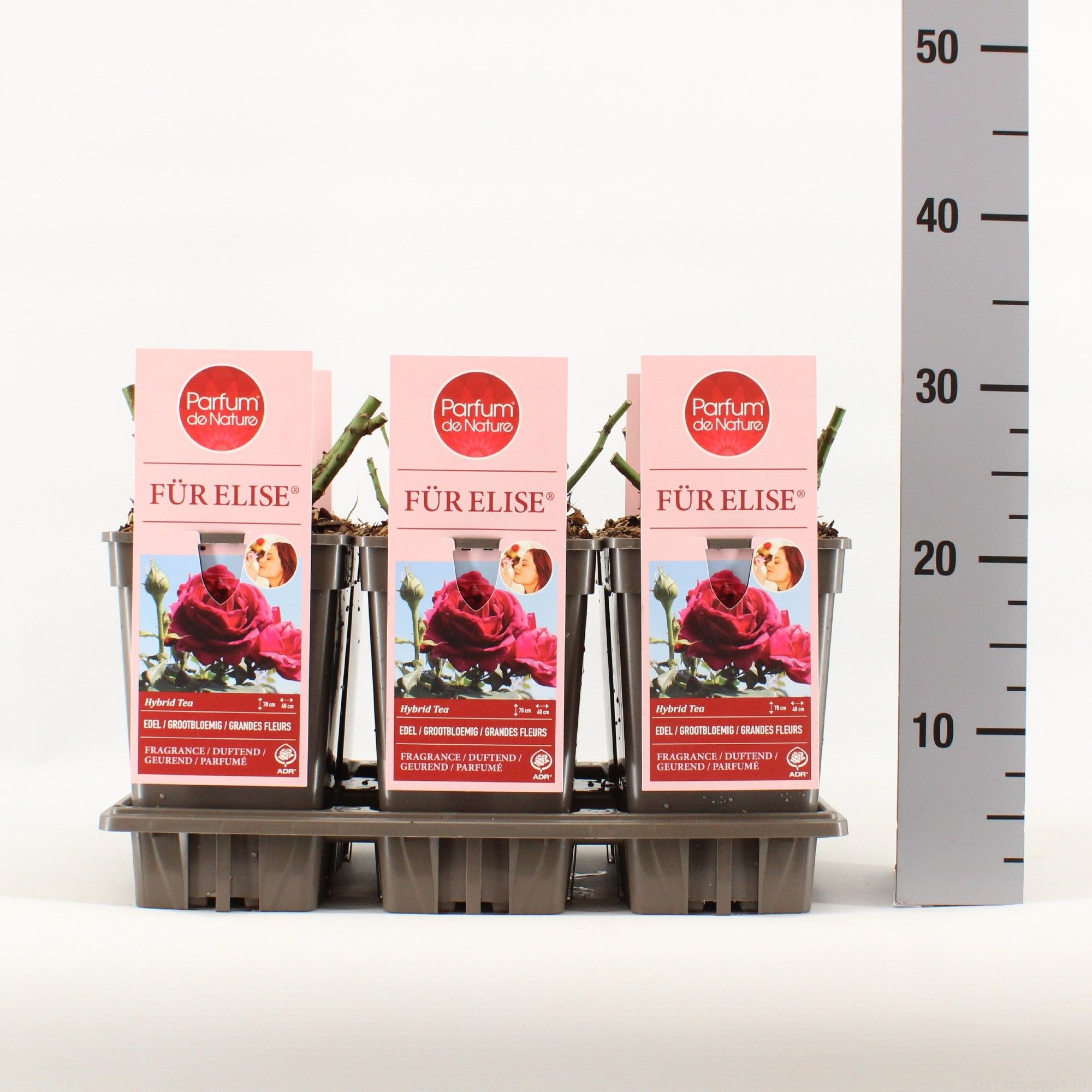 Rosa Für Elise ® 'Parfum de Nature', C3, D 17