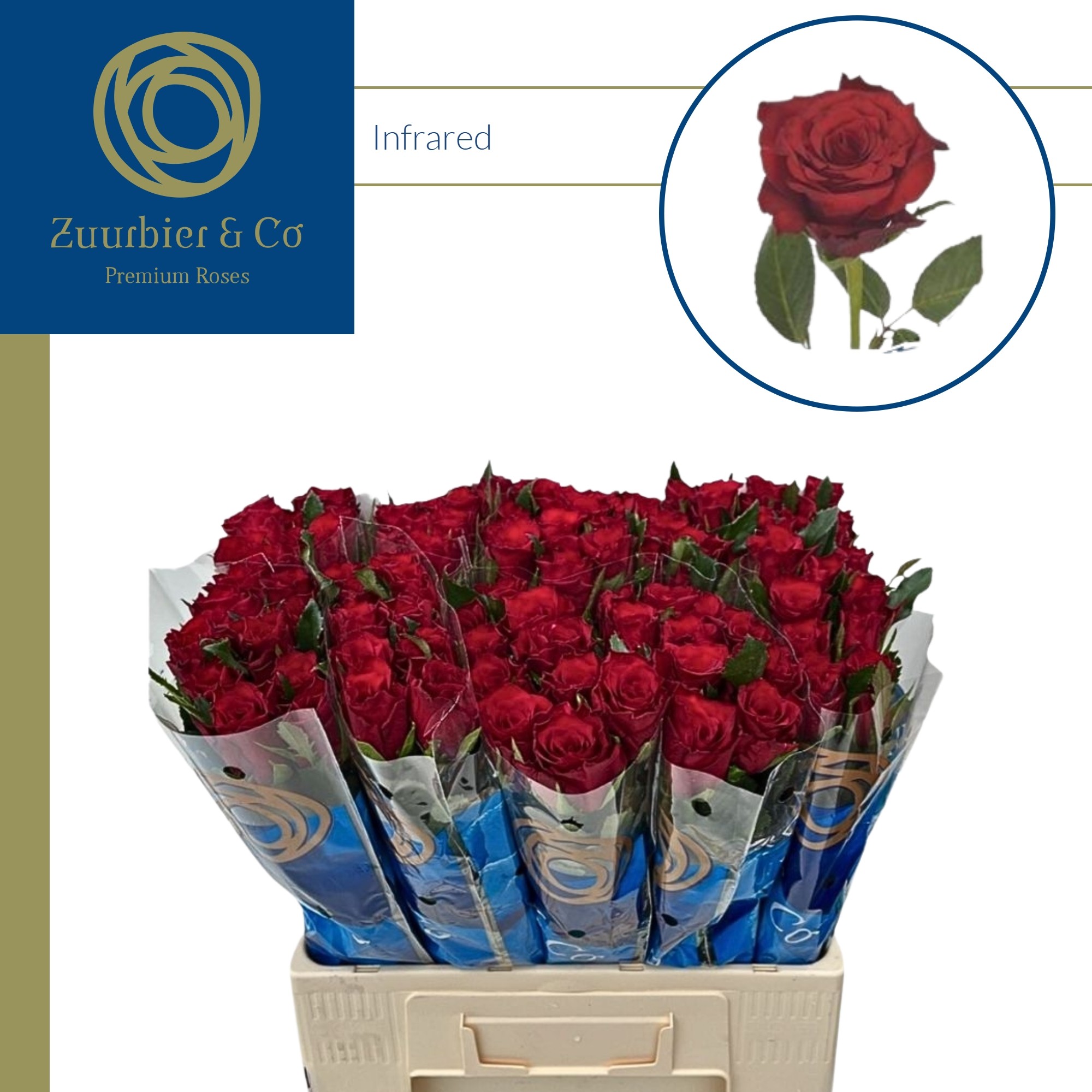 Роза од. Инфрарэд 60, шт.