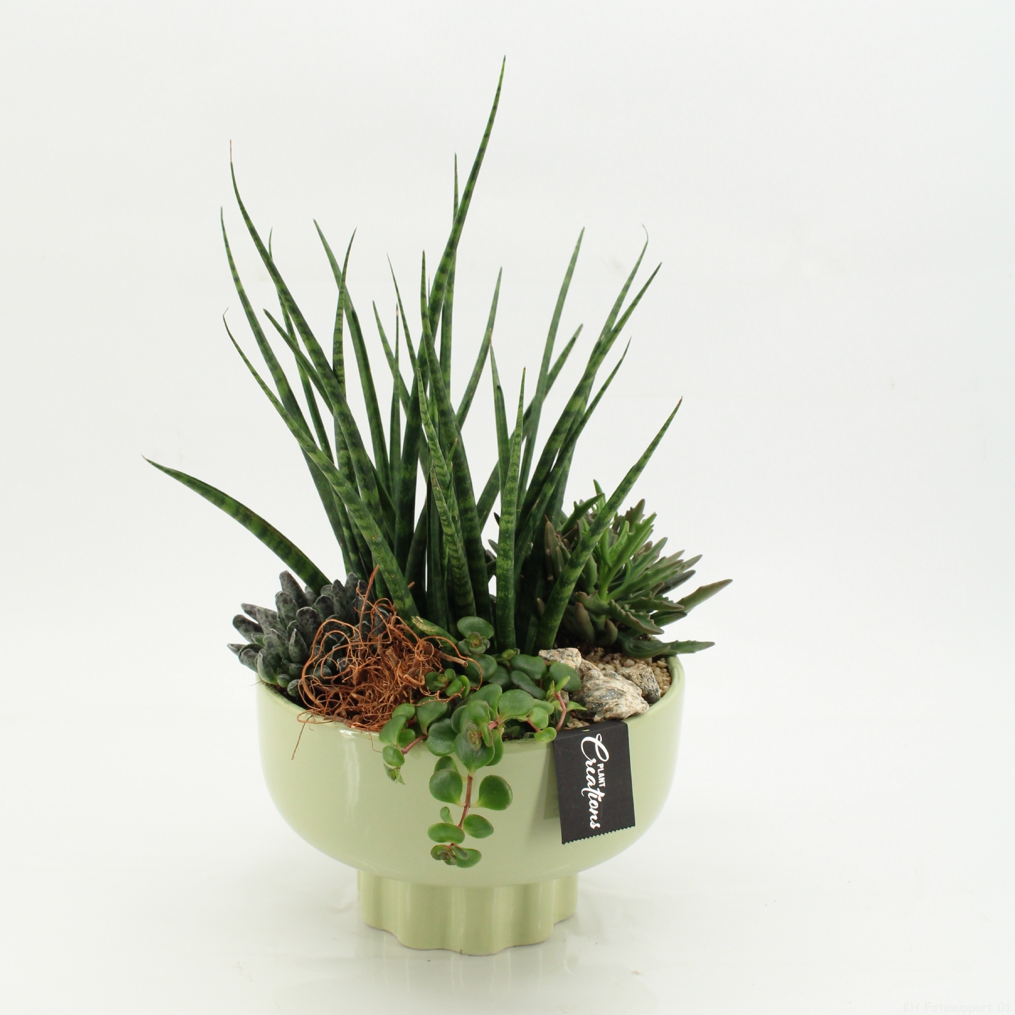 SUCR-2626 Succulent Essentials, D 22