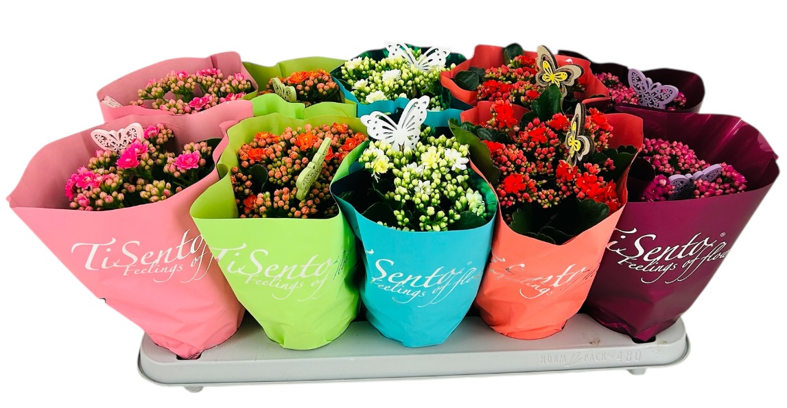 Calandiva 12 cm mix met vlinder steker TiSento, D 12