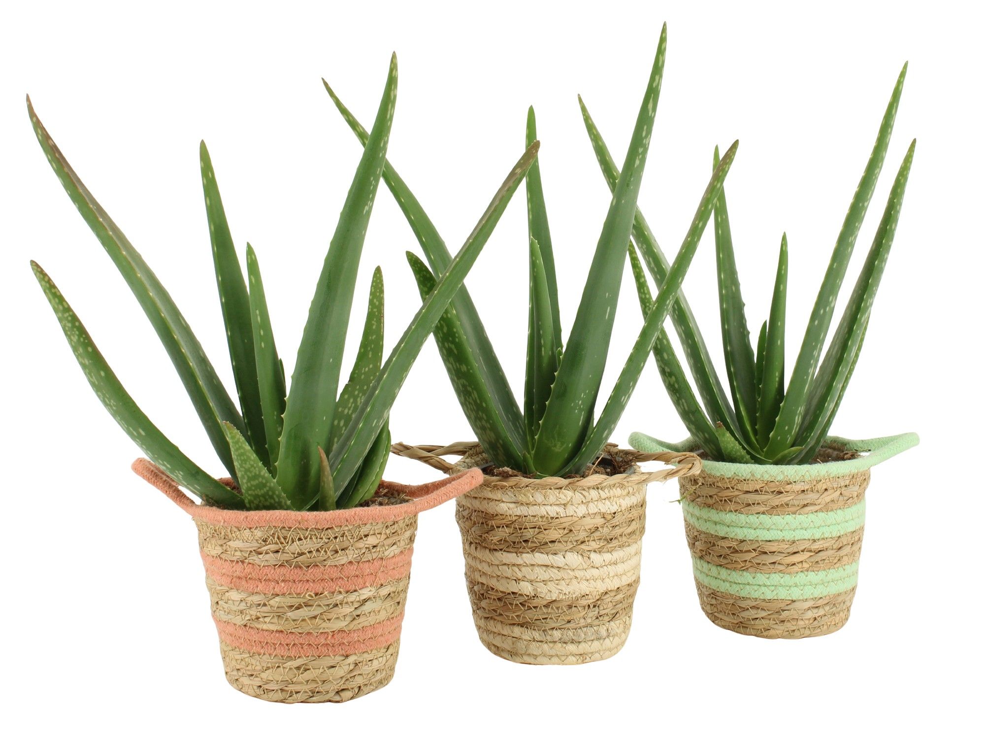 7502557: Solutionss Contradiction, D 12