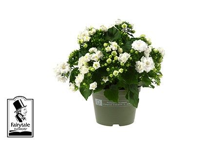 CAMPANULA-HYBRID 'WHITE LIKE MEE', D 11