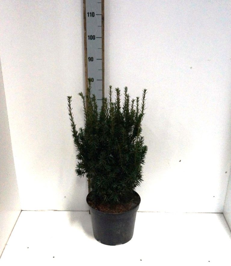 Taxus media Hillii, D 26