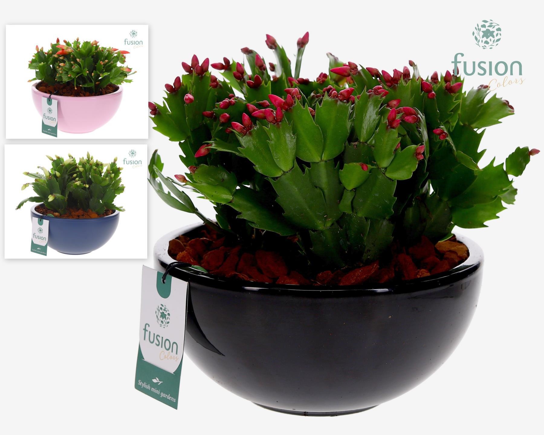 Schaal keramiek Moon Large met Schlumbergera, D 22 cm Schaal keramiek Moon Large met Schlumbergera, D 22 cm