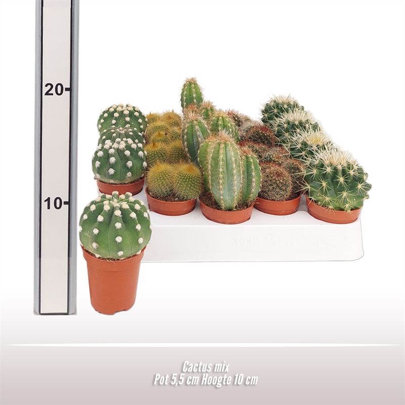 Cactus gemengd, D 5,5