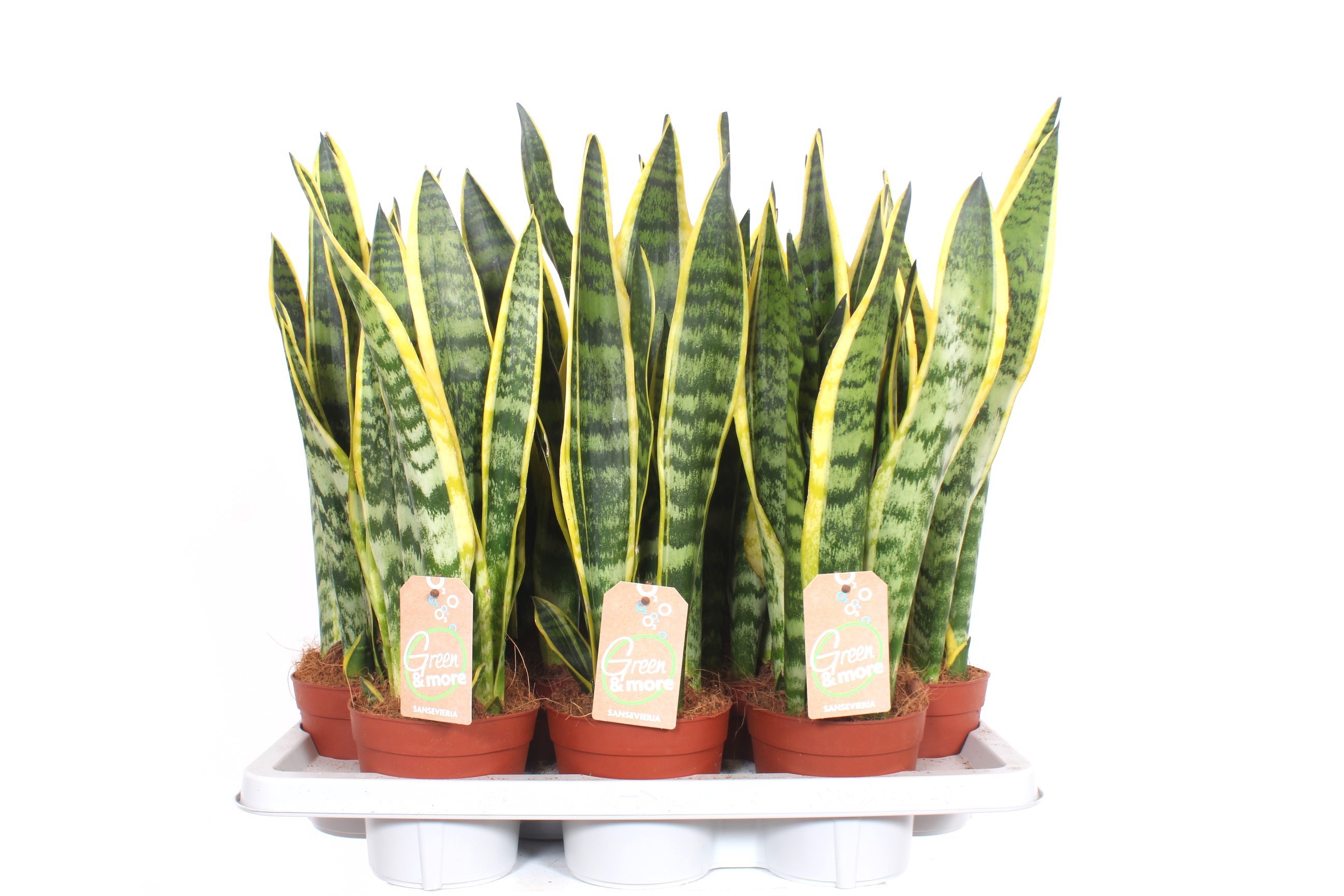 Sansevieria Laurentii XL, D 14