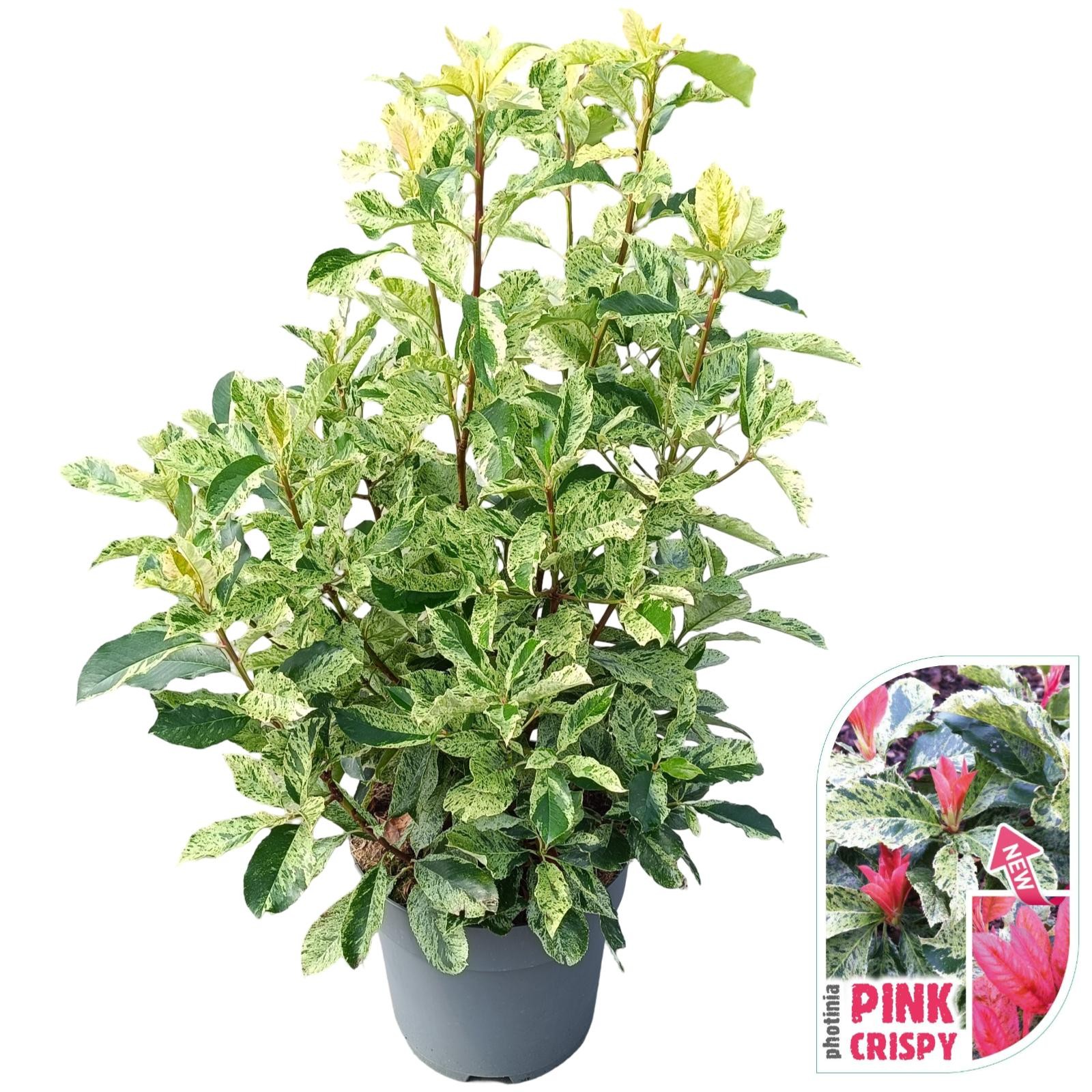 Photinia serratifolia 'Pink Crispy'® C15, D 32 cm
