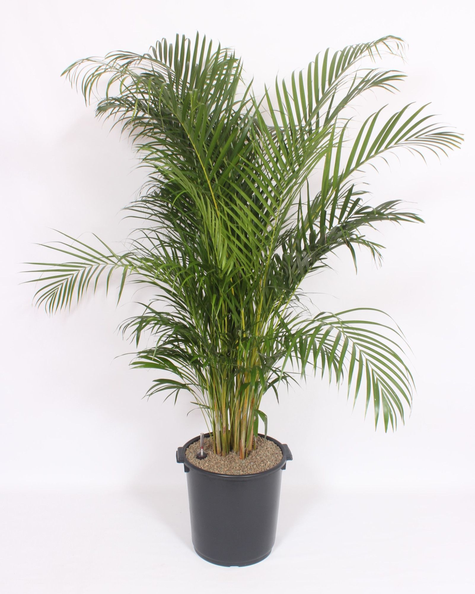 Dypsis lutescens 'Areca', D 40