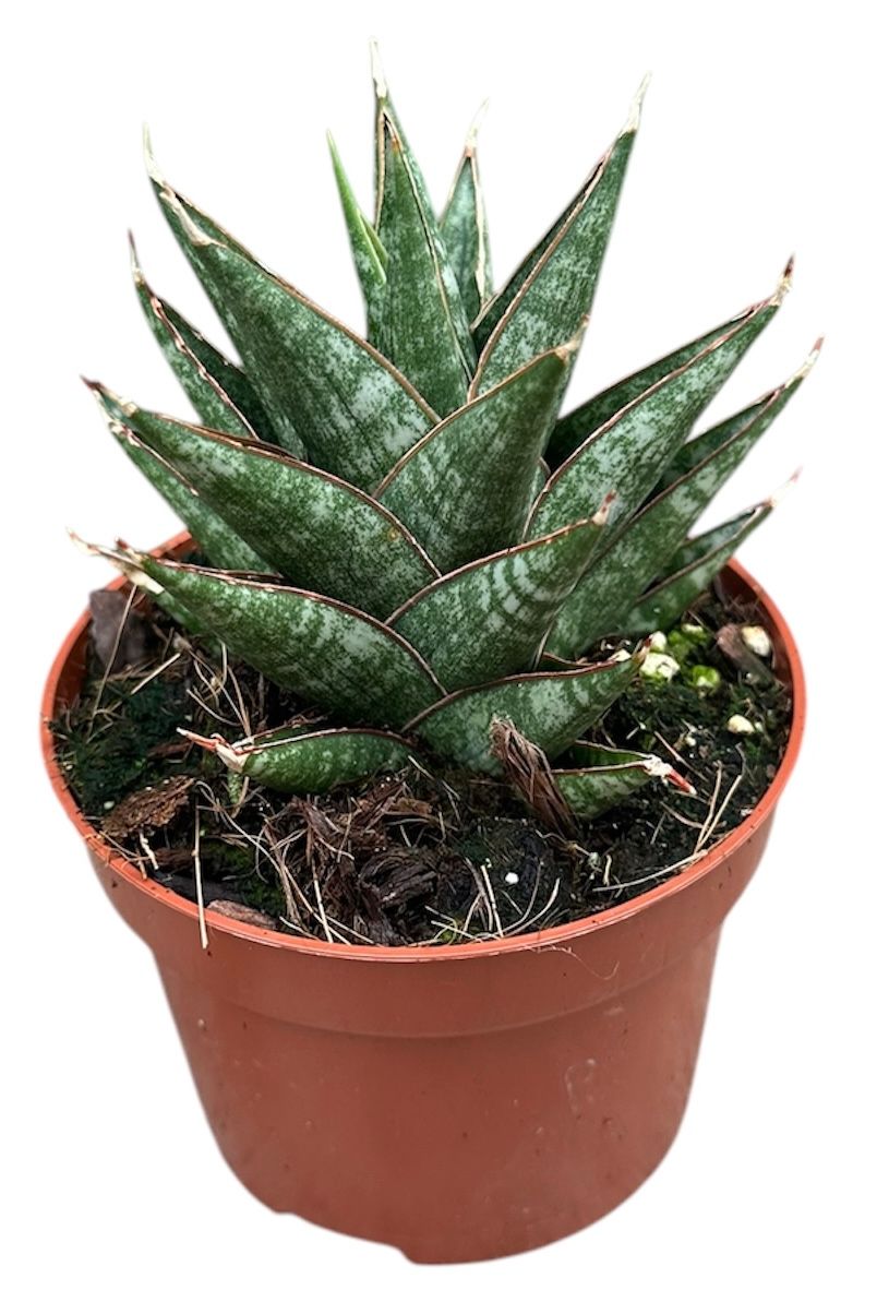 Sansevieria Table Mountain, D 8