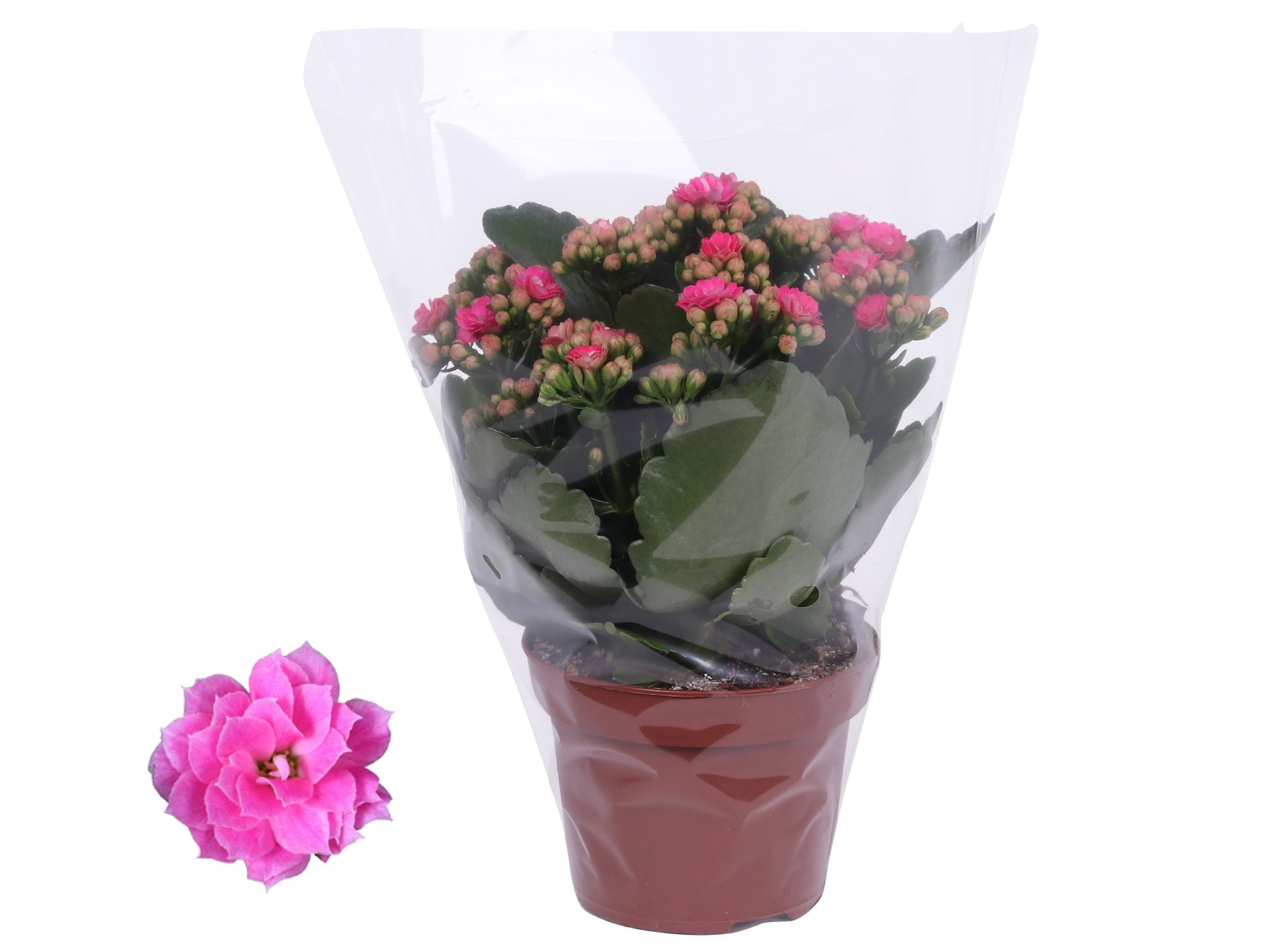 Kalanchoe Rosalina 12cm Don Nando roze, Blanco hoes, D 12