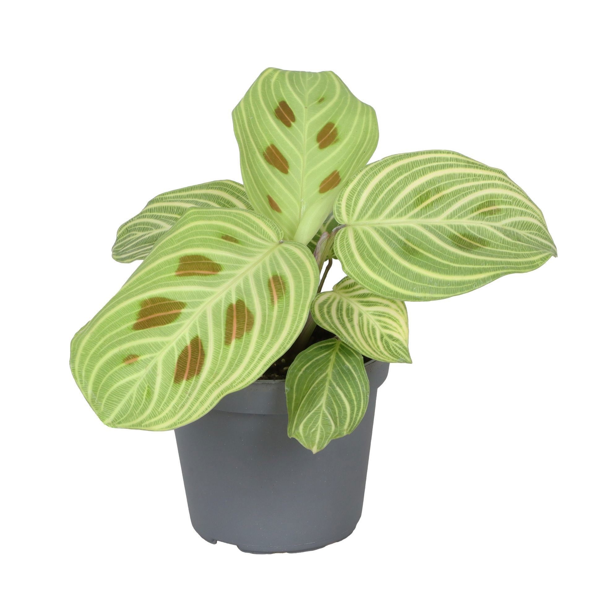 Calathea Golden Veins 6 cm, D 6