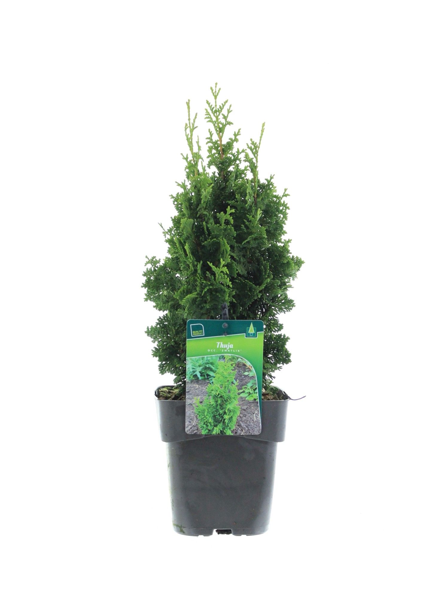 Thuja occidentalis 'Zmatlik', D 17
