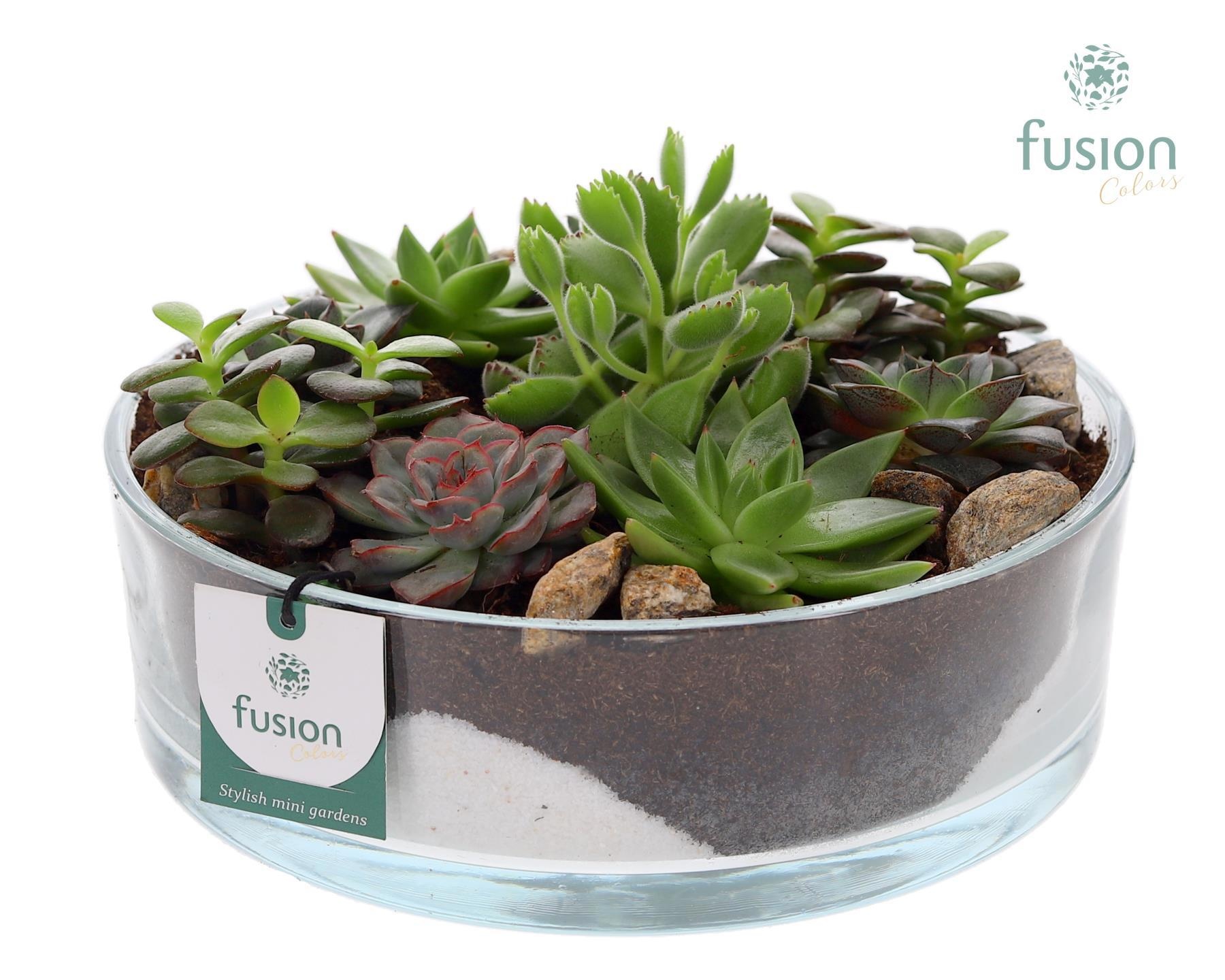 Cilinderschaal met Succulenten, D 25 cm