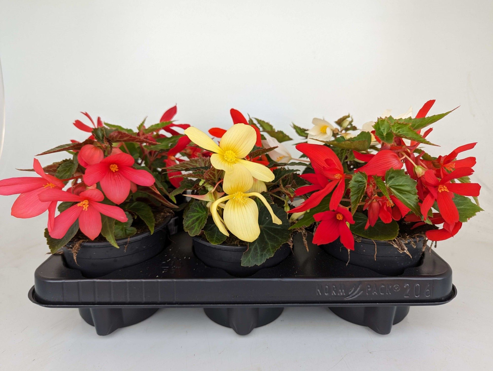 Begonia boliviensis, hangend, verschillende kleuren, D 12