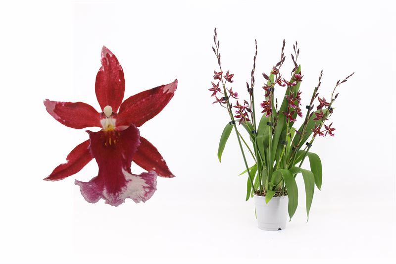 Barrocco Red 7+T65+ regular, D 12