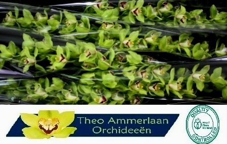 Цимбидиум Грин Вэлли x6 80, шт.