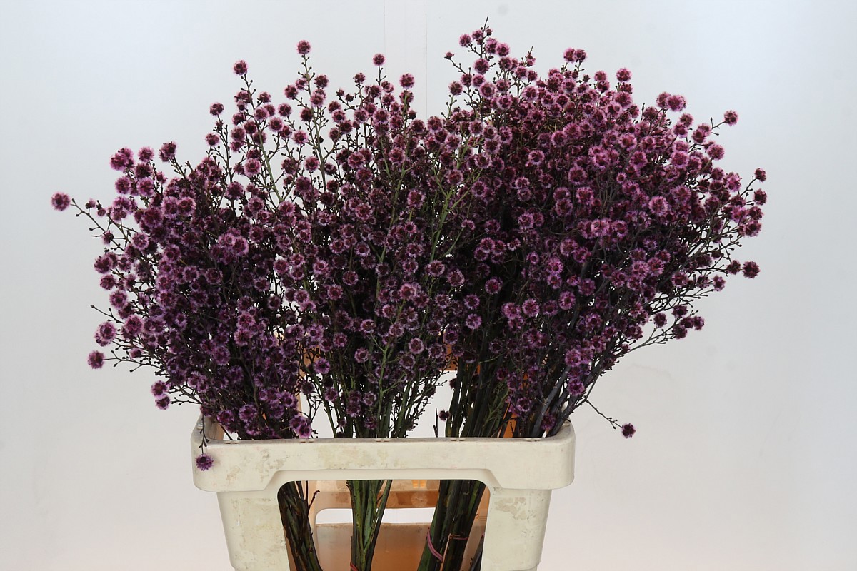 Стиллинджия Овериг Крашеная (краш. ) 70, шт.