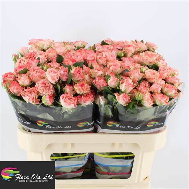 Роза куст. Феир Флоу 70, шт.