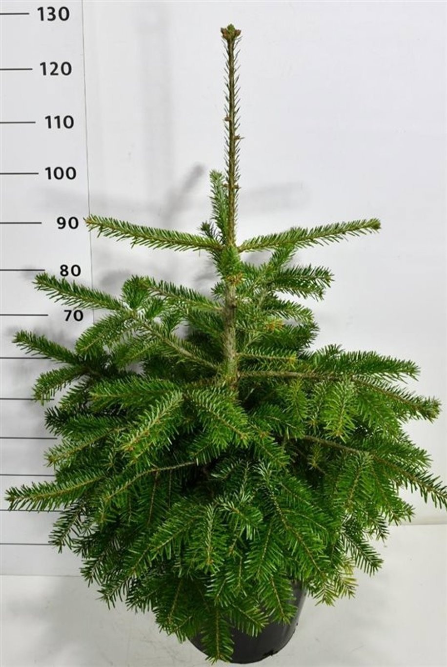 Abies nordmanniana, D 38