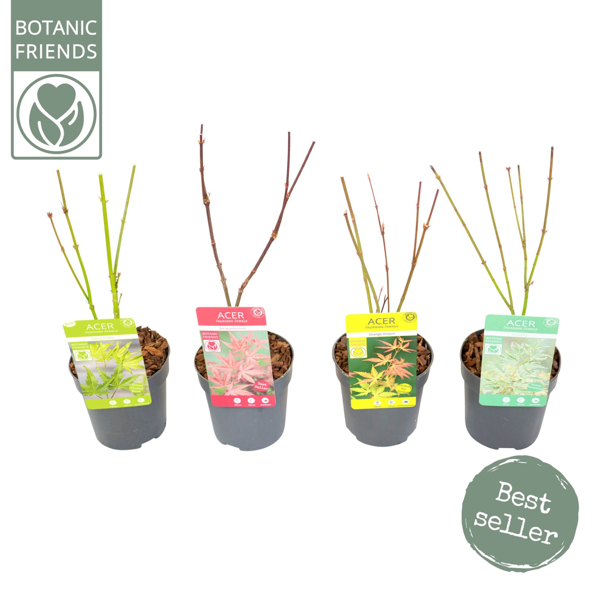 Acer palm. diverse mix, D 10