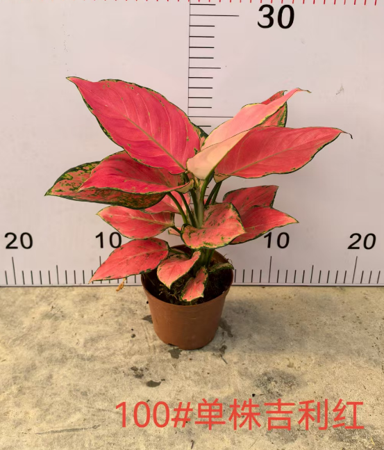 Аглаонема джили ред 10 25