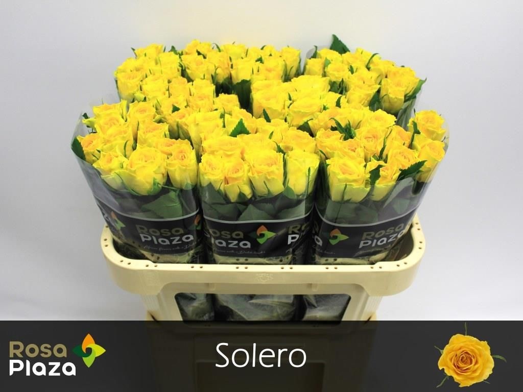 Роза од. Солеро 70, шт.