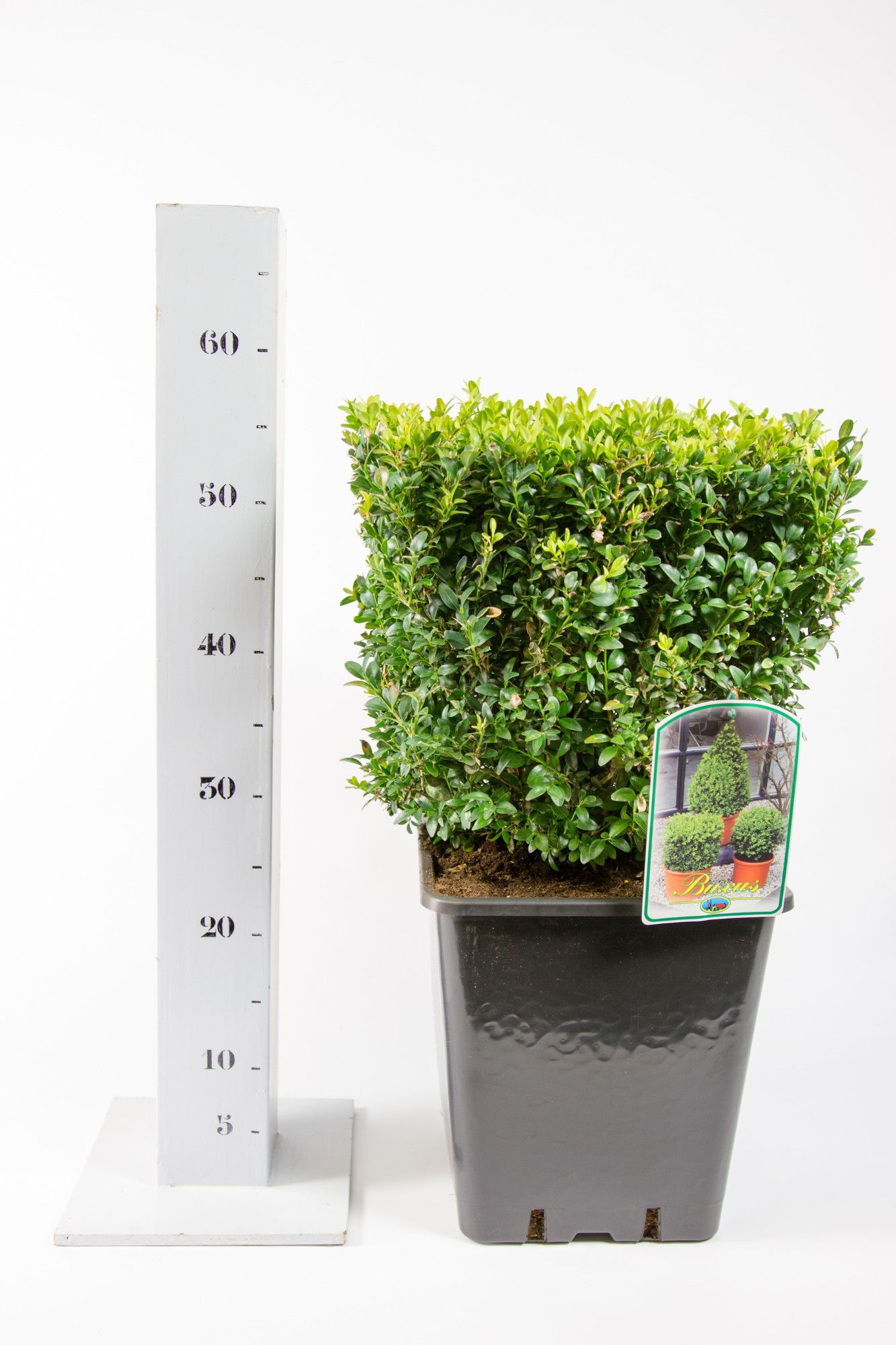 Buxus Sempervirens 30cm kubus, D 25