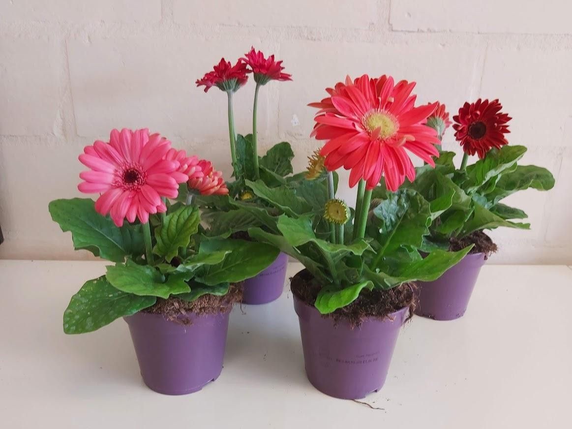 531 PLC : P12 Gerbera Flori Line gemengd, D 12