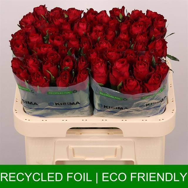 Роза од. Мадам Рэд 60, шт.