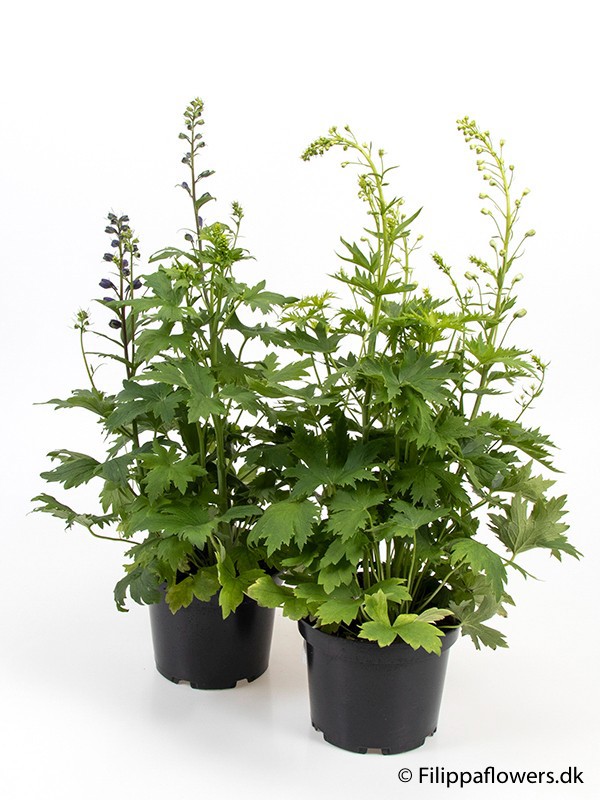 DELPHINIUM-HYBRID, D 21 cm