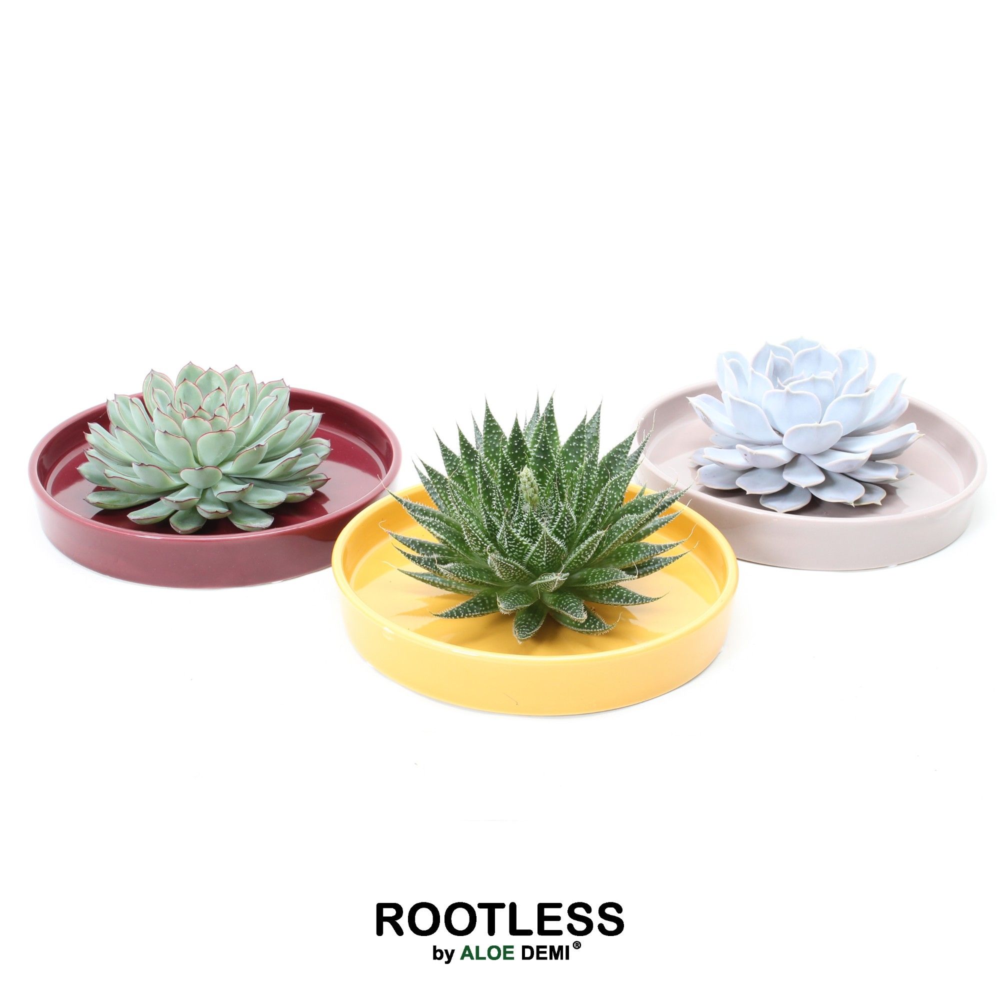 ROOTLESS Succulent, Squirrel bowl, D 20 cm