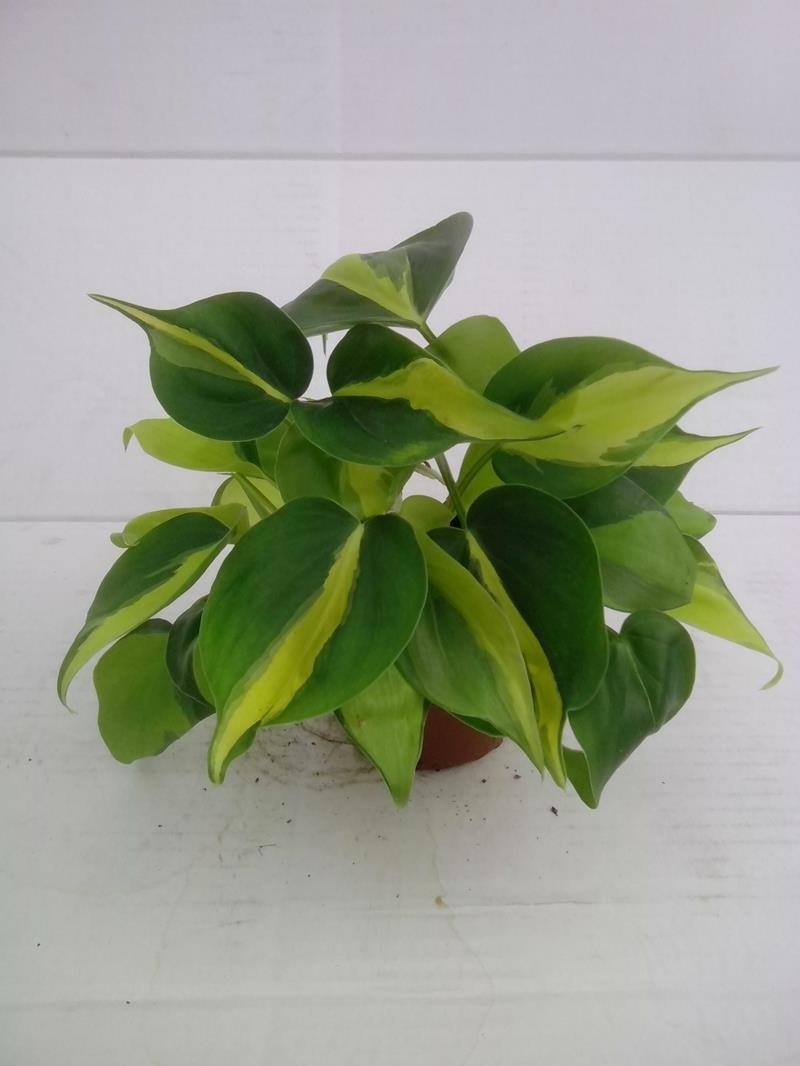 PHILODENDRON SCANDENS, D 10