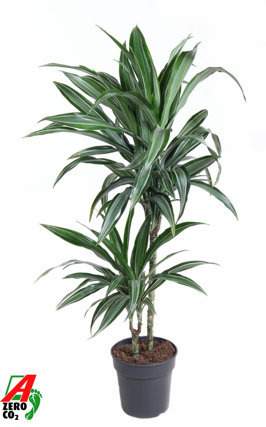 Dracaena Ulises 45-15, D 19