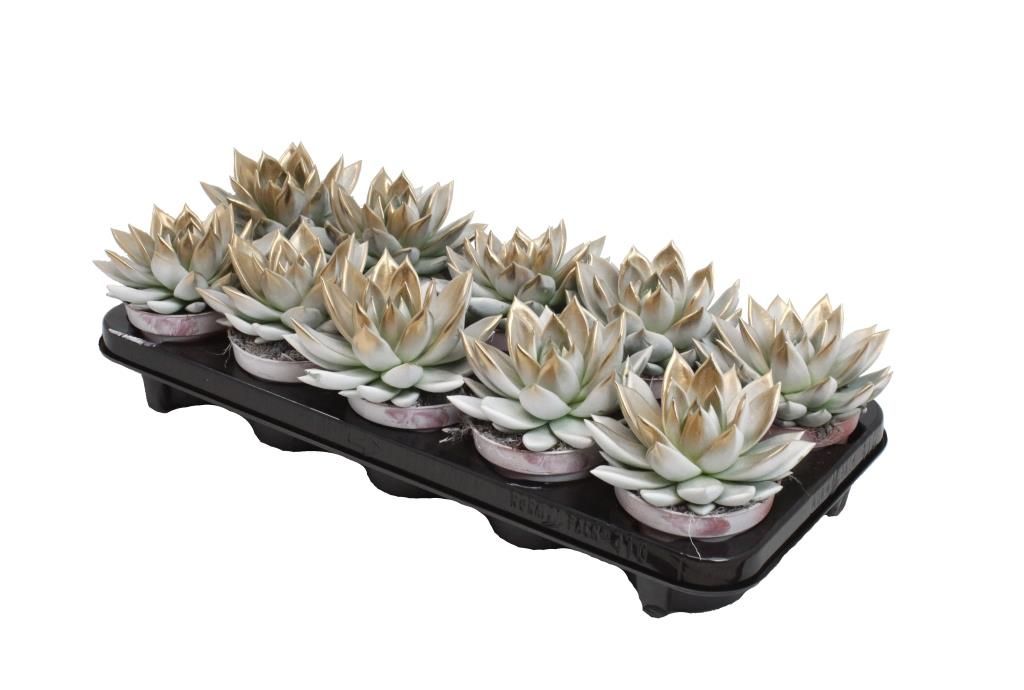 Miranda bicoloured white/gold, D 10,5