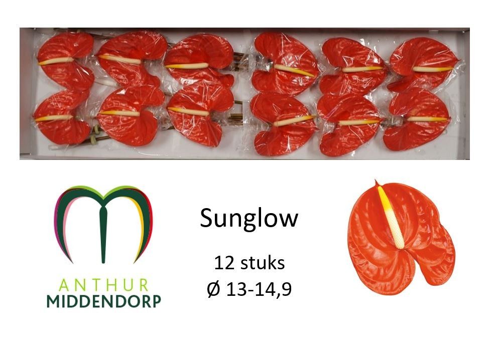 Антуриум Санглоу x12, шт.