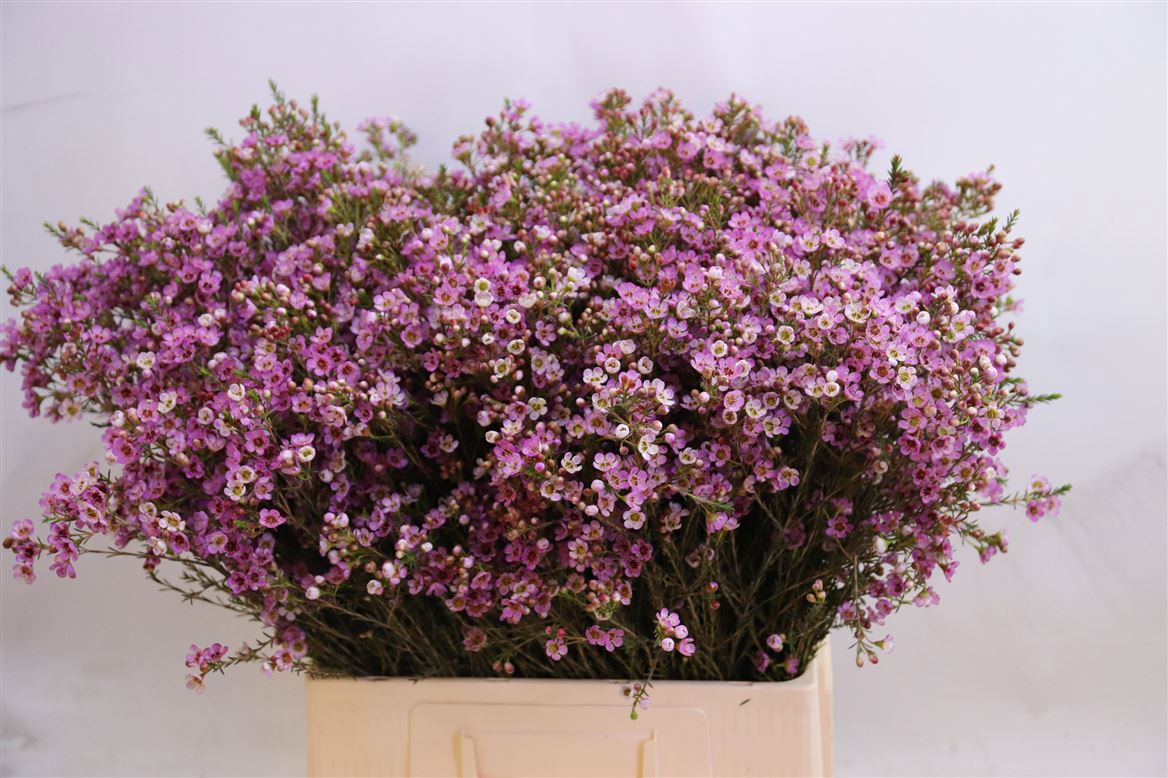 Шамелациум Пэйнтед Леди 70, шт.