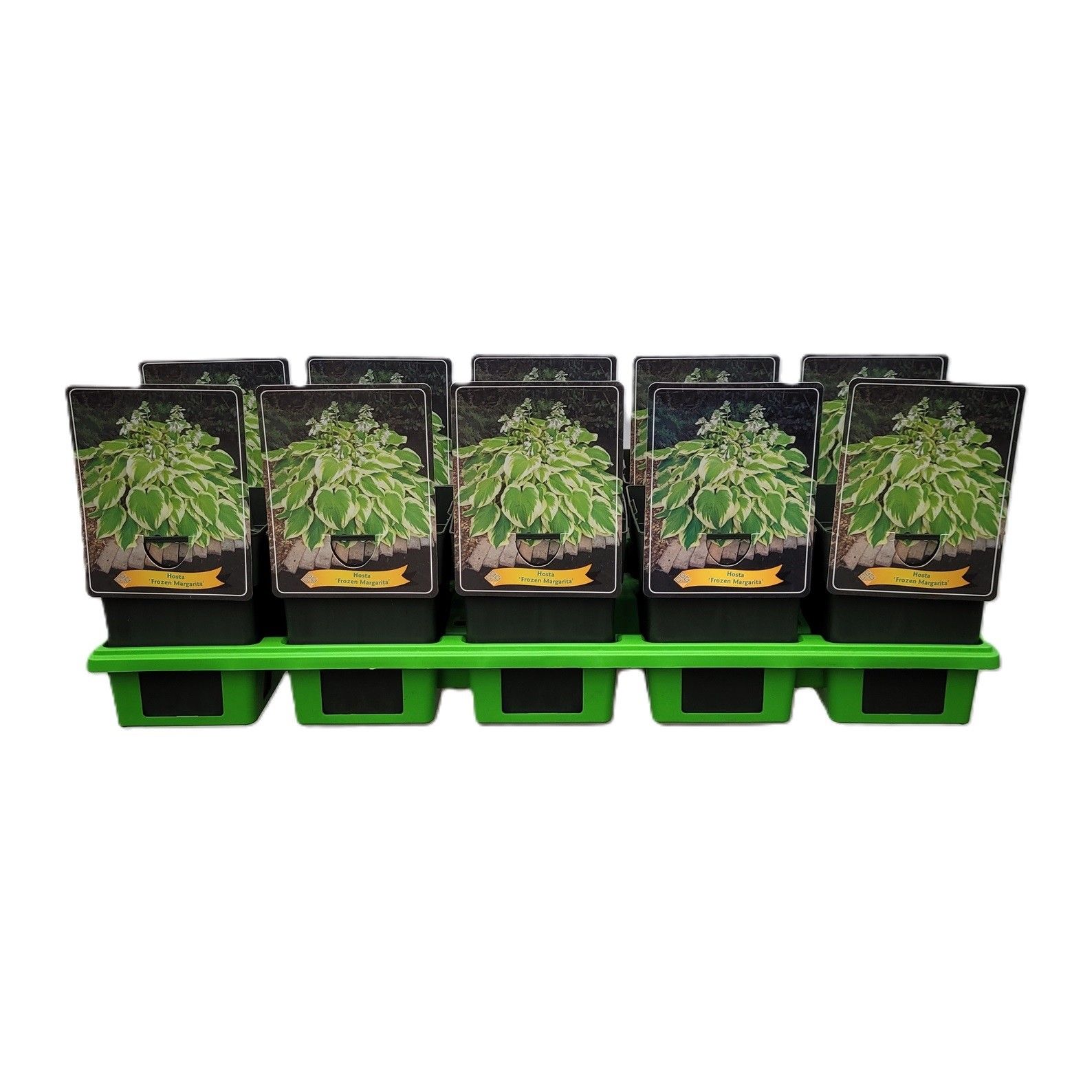 Hosta 'Frozen Margharita' P11, D 11