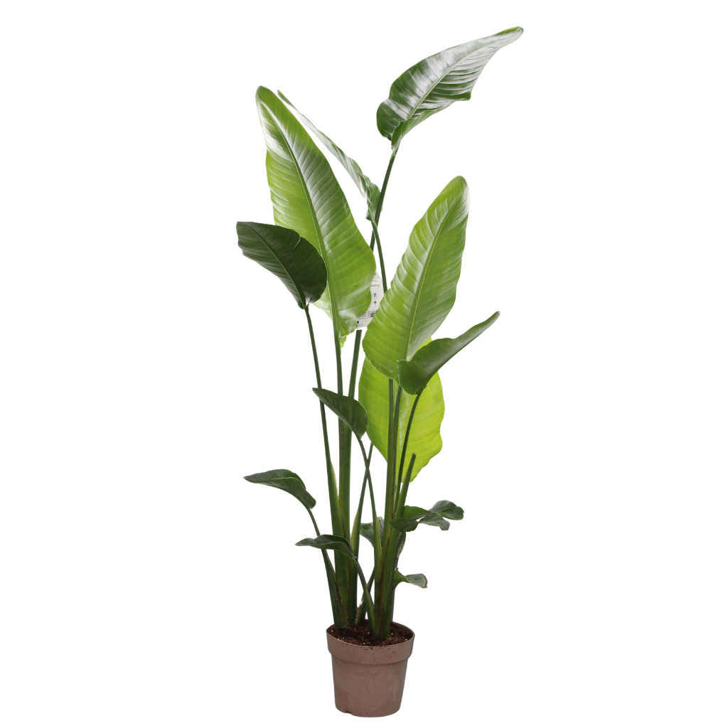 strelitzia Nicolai, D 23