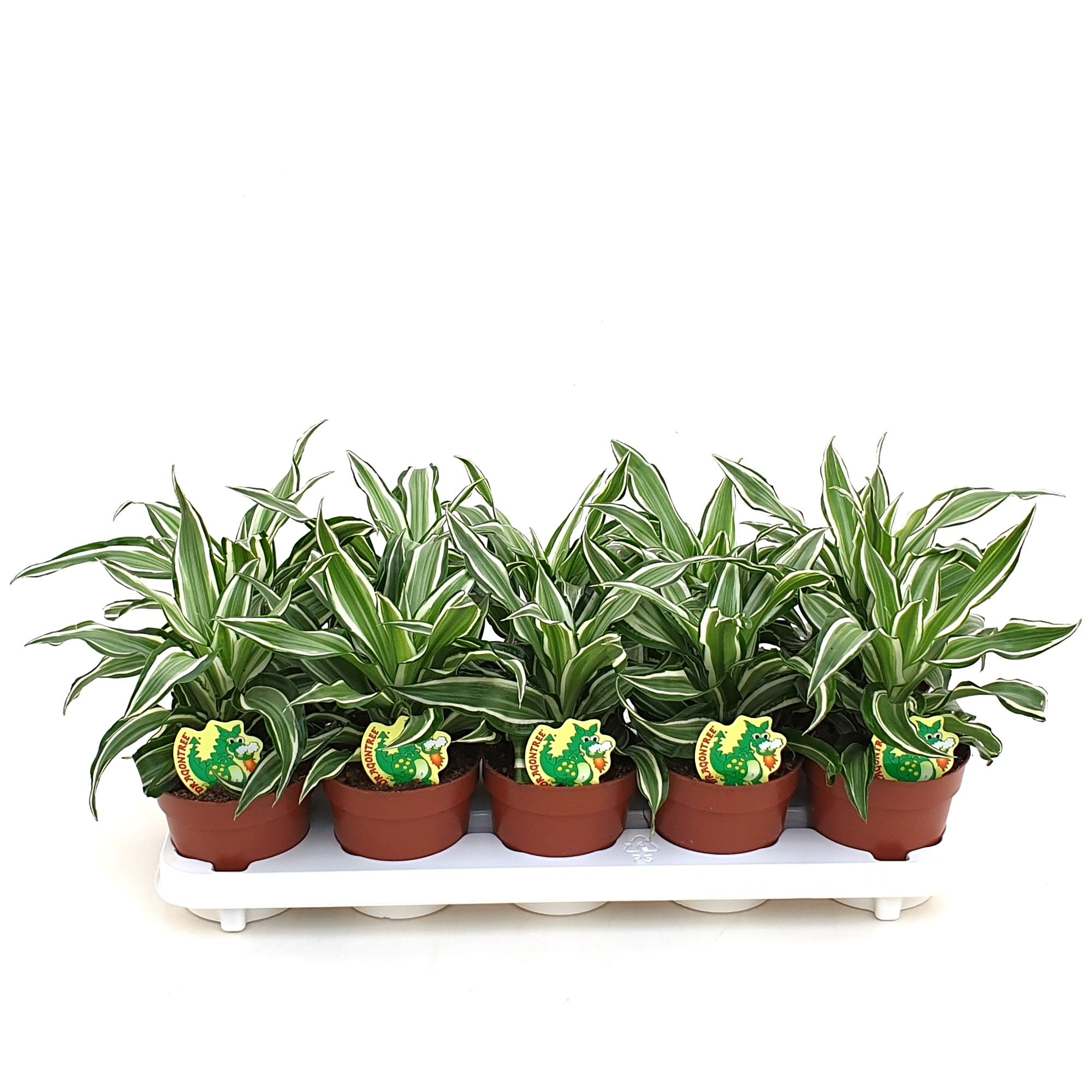 Dracaena Black Kanzi, D 12
