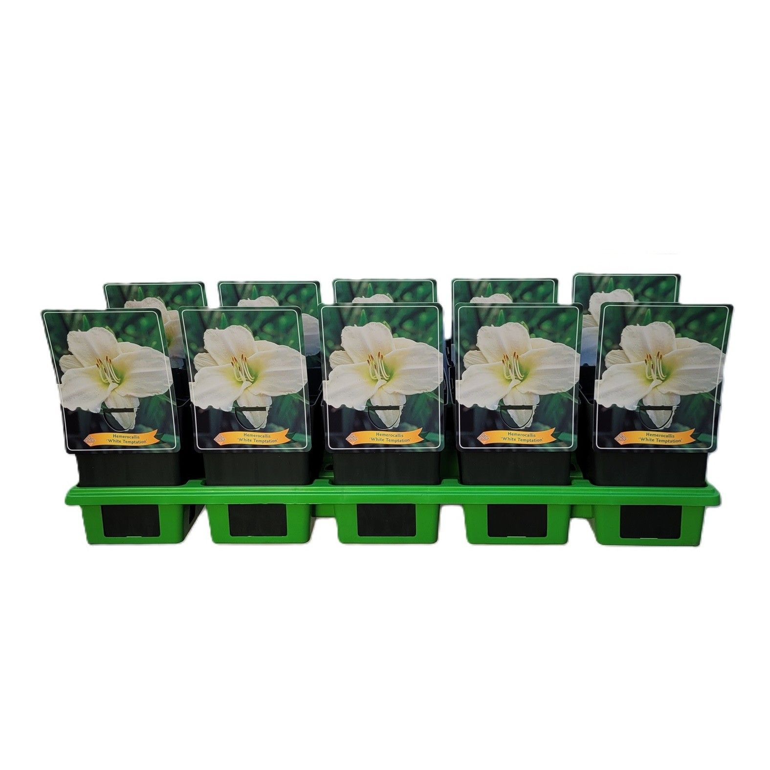 Hemerocallis 'White Temptation' P11, D 11 cm