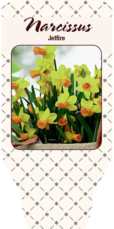 NARCISSUS INCOMPARABILIS 'Jetfire', D 21