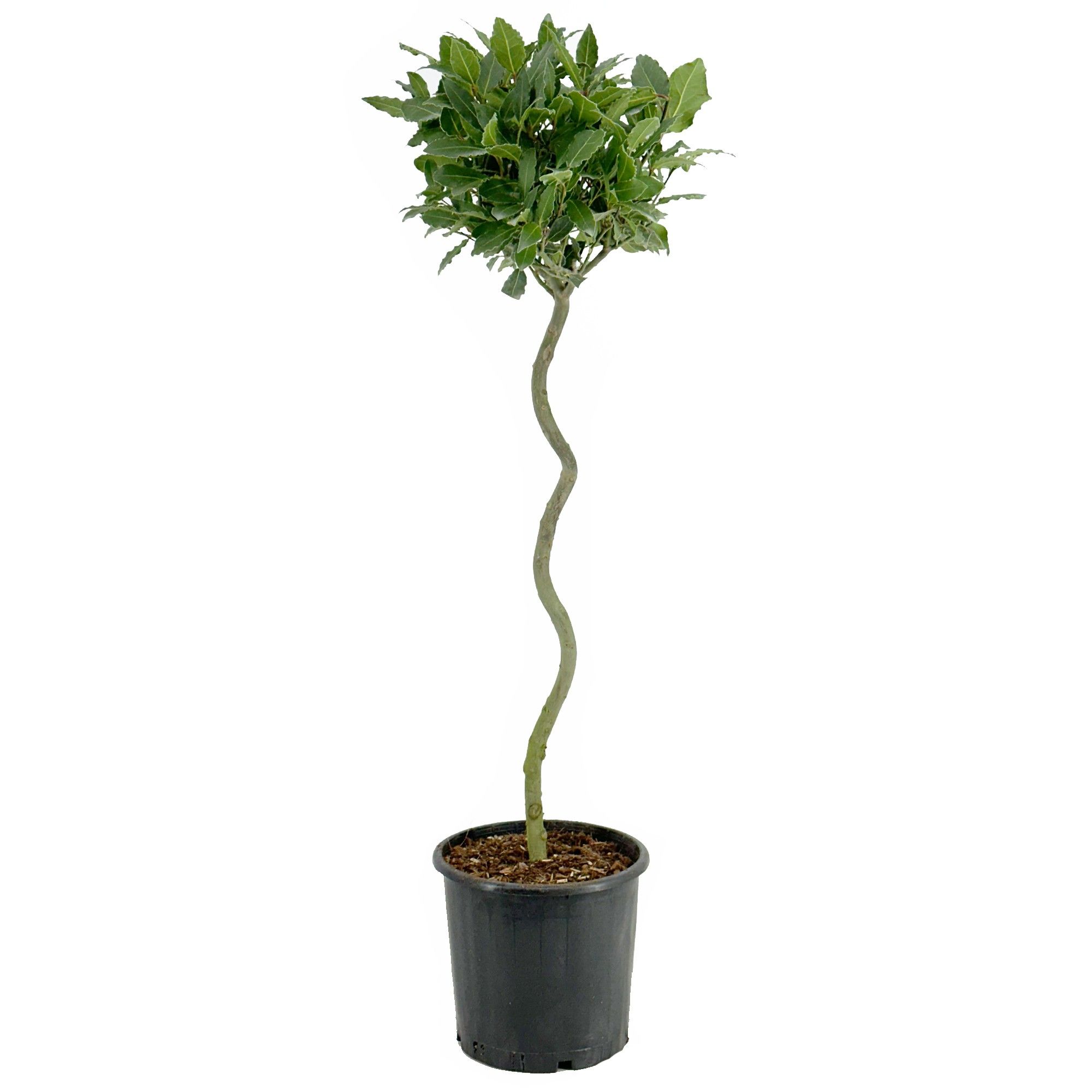 Laurus nobilis Spiraal stam, D 20