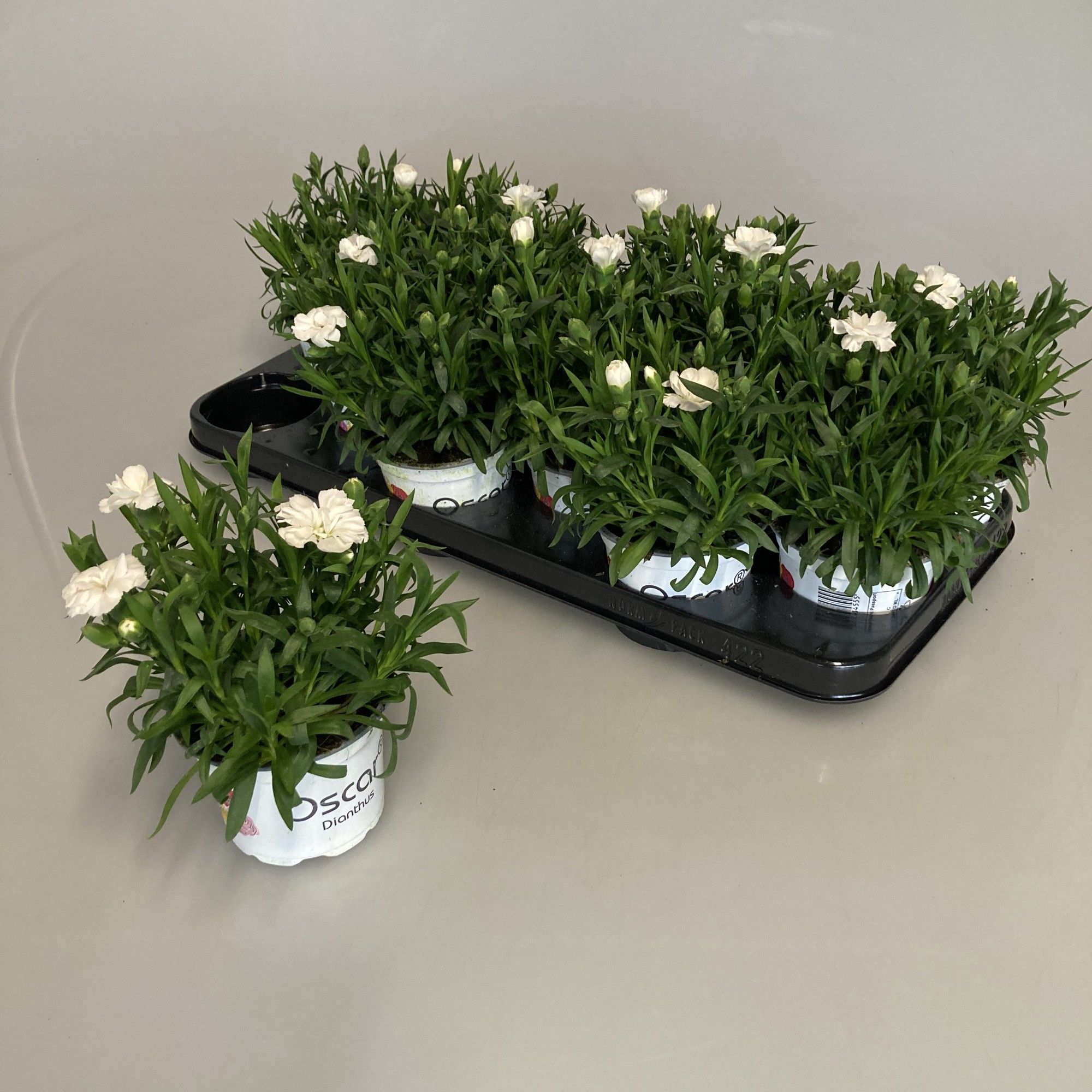 Dianthus Oscar White, D 10,5