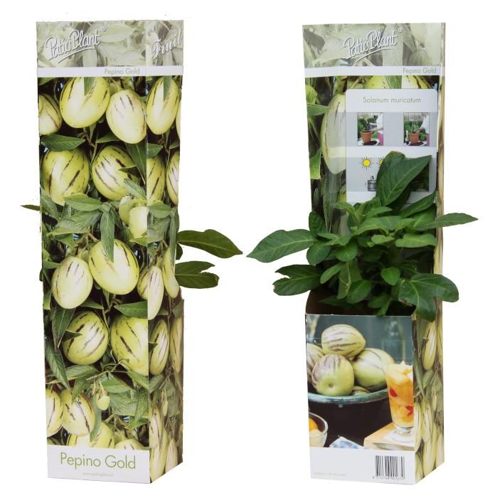 Solanum muricatum 'Pepino Gold', D 10,5