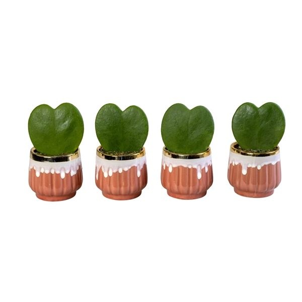 L 65793 with Hoya Kerrii, D 6 cm